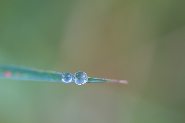 feuille verte avec des gouttes d&#39;eau