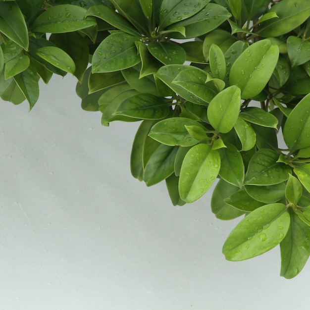 Photo feuille verte avec des gouttes d'eau