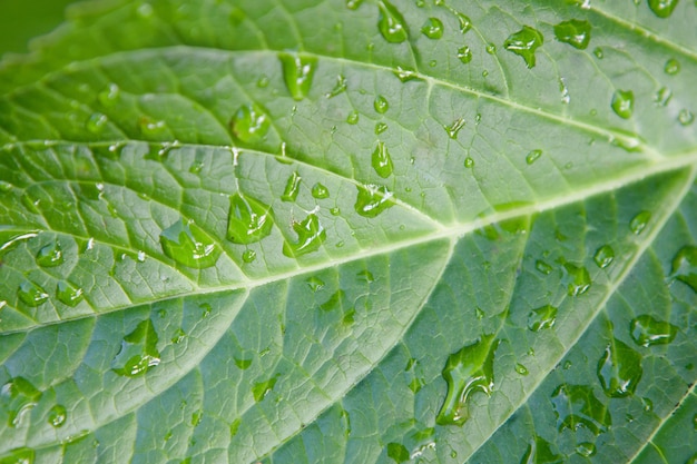 Feuille verte avec des gouttes d&#39;eau