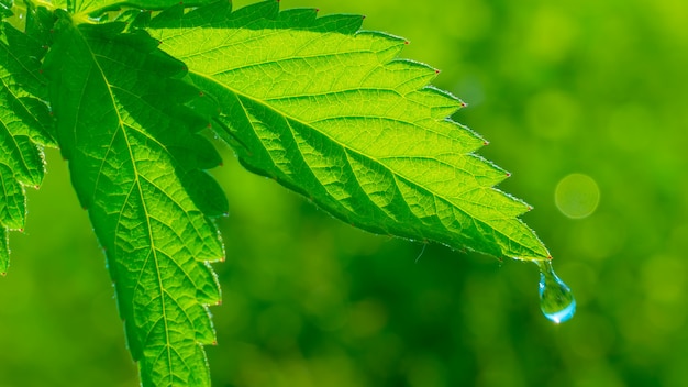 Feuille verte avec des gouttes de rosée