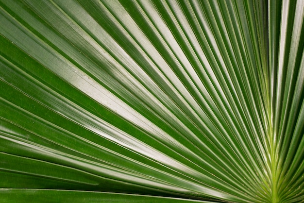 Feuille verte, gros plan, texture, fond