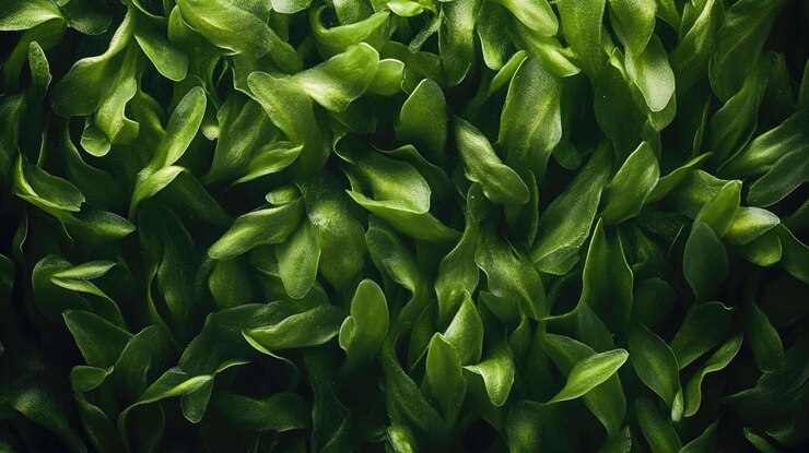 Photo une feuille verte en gros plan
