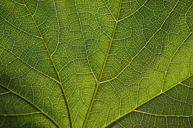 Une feuille verte en gros plan