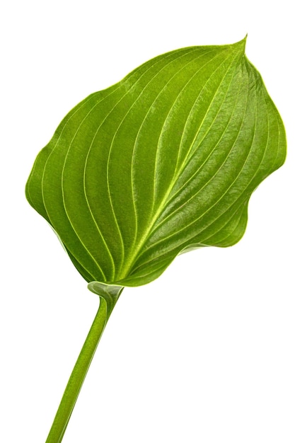 Feuille verte de Hosta fleur aussi Funkia famille d'Asperges lat Asparagales sur fond blanc