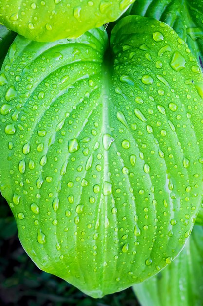 Feuille verte d'hosta avec des gouttes de rosée