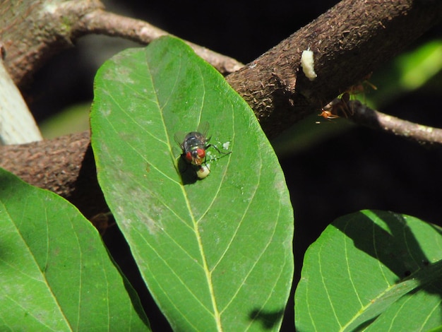 Une feuille verte avec un insecte dessus