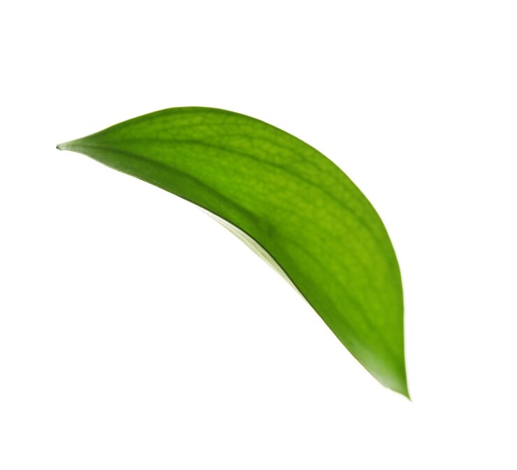 Photo feuille verte isolé sur blanc