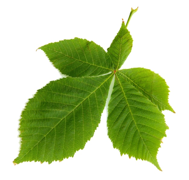 Feuille verte isolé sur blanc