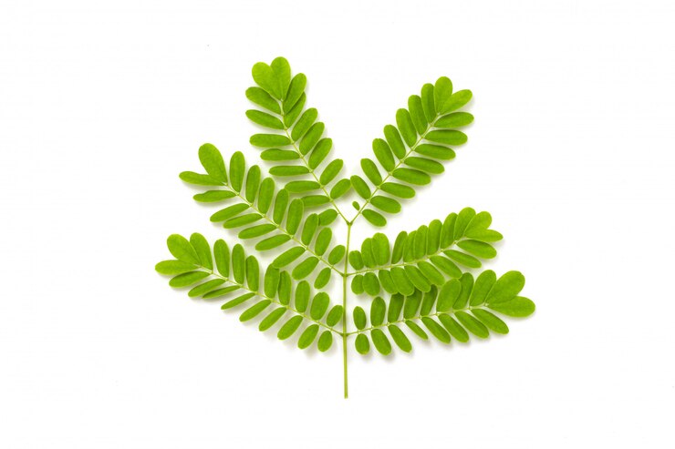 Feuille verte isolé sur blanc