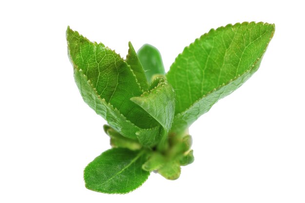 Feuille verte. Isolé sur blanc.