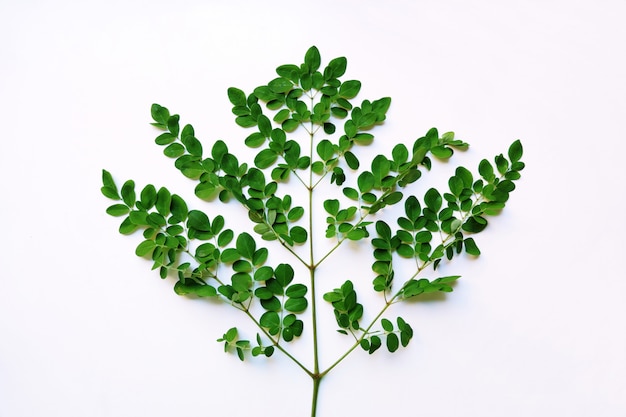 Feuille verte isolé sur fond blanc