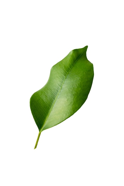 Feuille verte isolée sur blanc Feuille de Ficus maquette en lévitation