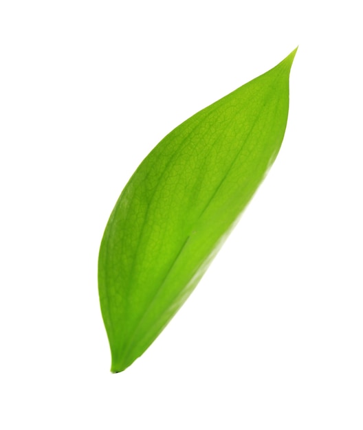 Feuille verte isolée sur blanche