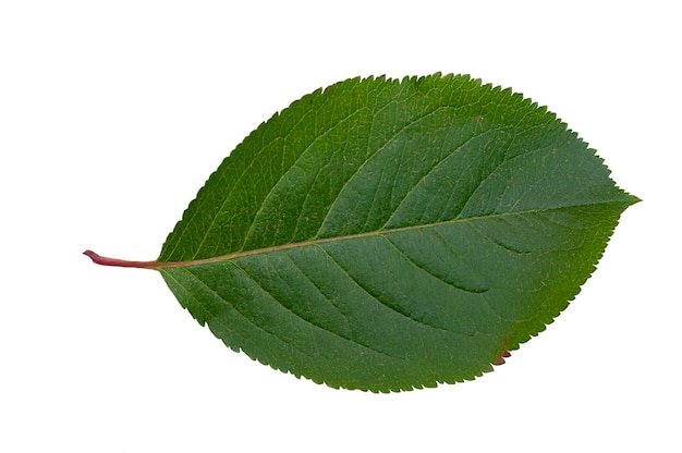 Feuille verte isolée Feuille d'automne sur fond blanc