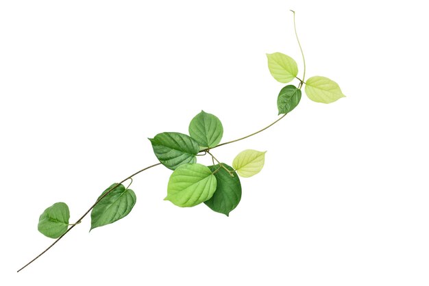 Photo feuille verte isolée sur fond blanc avec chemin