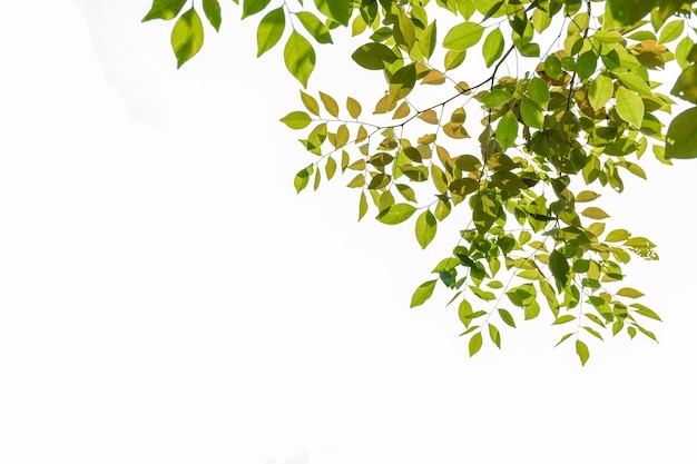 Feuille verte isolée sur fond blanc