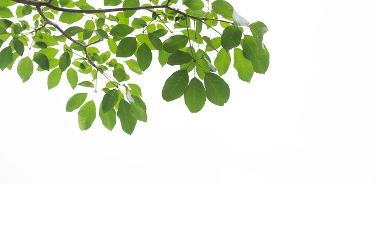 Photo feuille verte isolée sur fond blanc