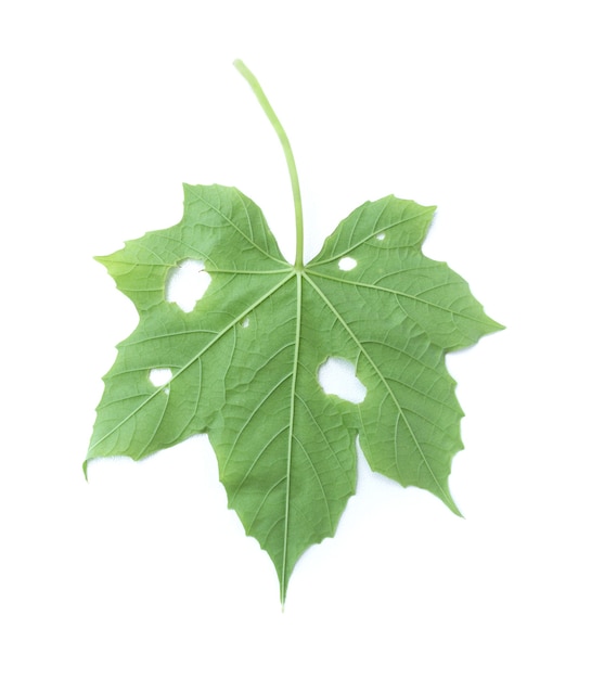 Feuille verte isolée sur fond blanc