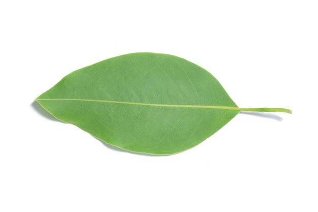 Feuille verte isolée sur fond blanc