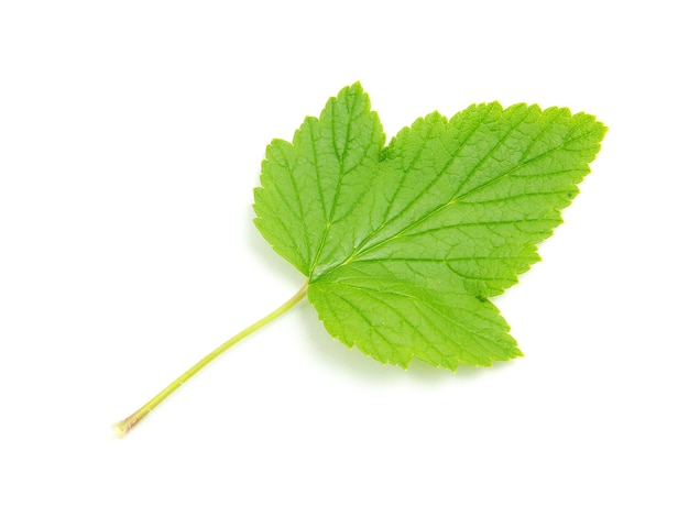 Feuille verte isolée sur fond blanc