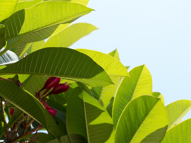 feuille verte isolée sur fond de ciel bleu