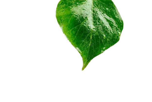 Feuille verte isolée avec des gouttes d'eau sur fond blanc, avec un tracé de détourage. Copiez l'espace.