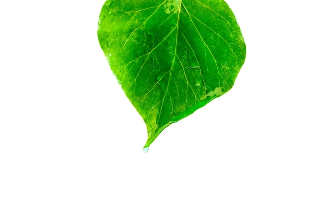 Feuille verte isolée avec des gouttes d'eau sur fond blanc, avec un tracé de détourage.