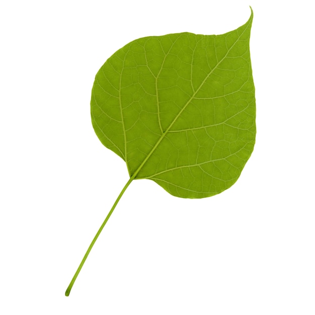 Feuille verte isolée