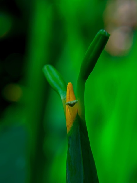 Une feuille verte et jaune avec une pointe jaune qui pointe vers le haut.