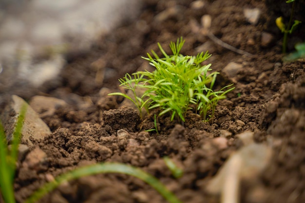 Feuille verte de légumes au domaine de l'agriculture.