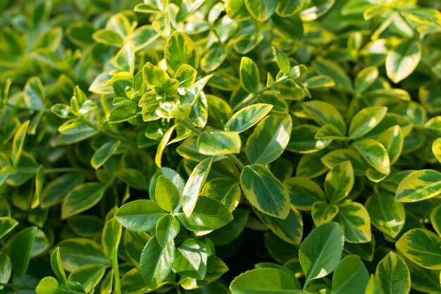 Feuille verte luxuriante, motif végétal de feuilles naturelles ou texture