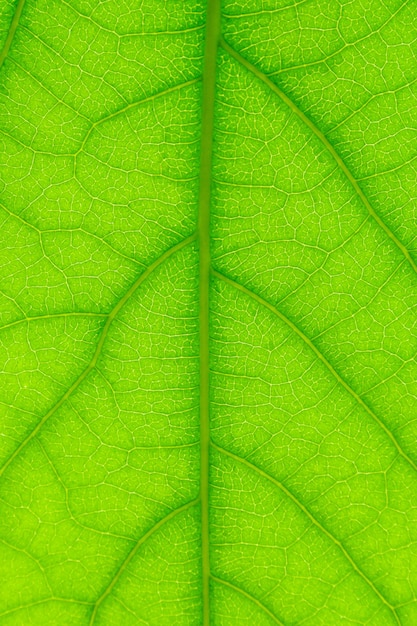 Photo feuille verte macro feuille verte texture close up de feuille verte