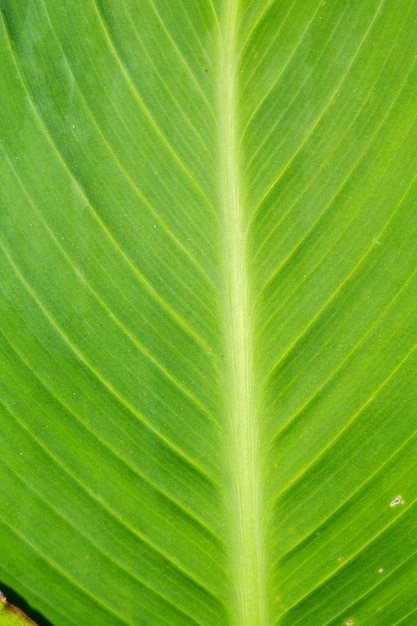 Feuille verte macro