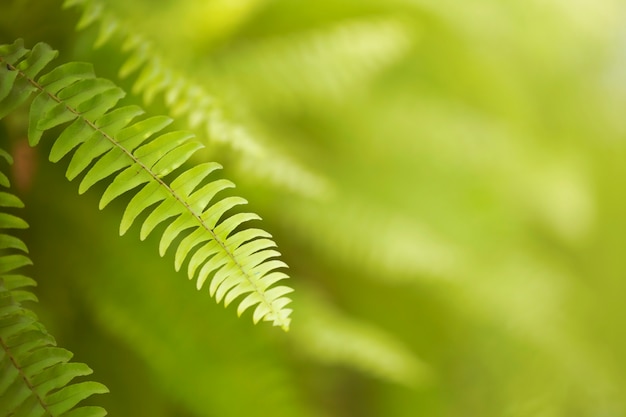 Feuille verte le matin avec un arrière-plan flou.