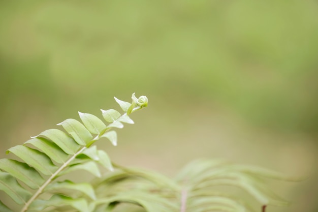 Feuille verte le matin avec un arrière-plan flou.