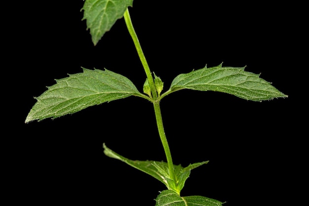 Feuille verte de menthe isolé sur fond noir