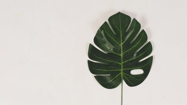 Feuille verte de Monstera isolée sur fond blanc.