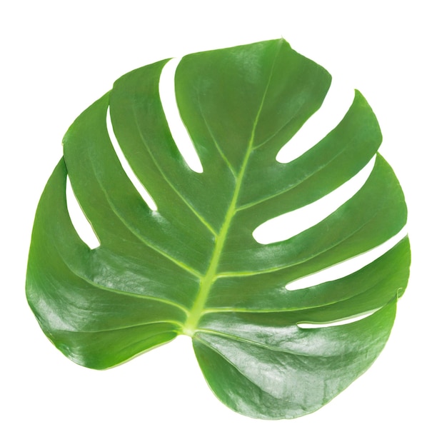 Feuille verte de monstera plante d'intérieur