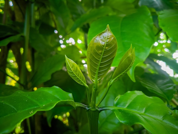 Une feuille verte avec le mot " dessus " dessus