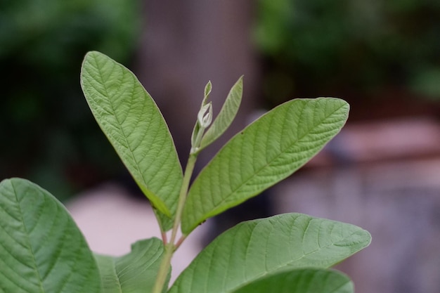 Une feuille verte avec le mot " dessus "