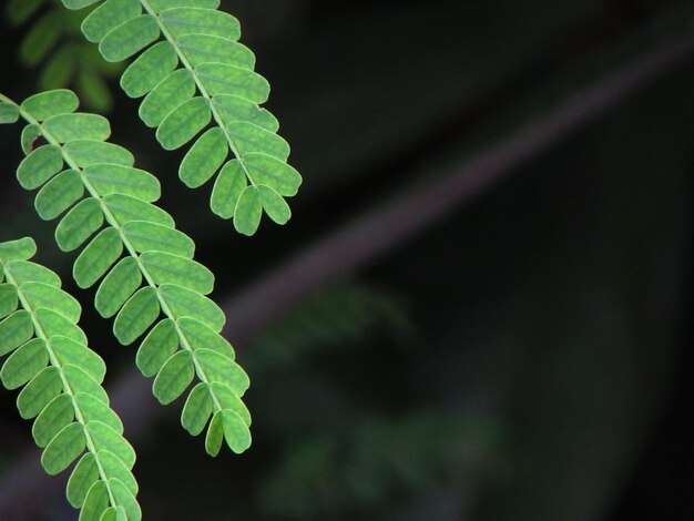 Une feuille verte avec le mot fougère dessus