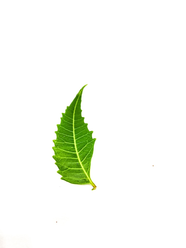 Photo une feuille verte avec le mot " im " dessus