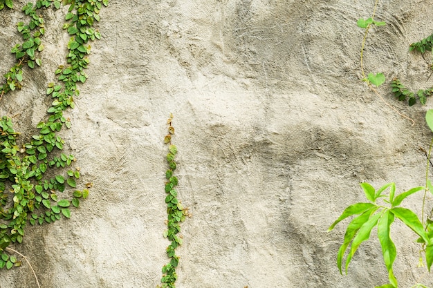 feuille verte motif sur fond de mur en béton