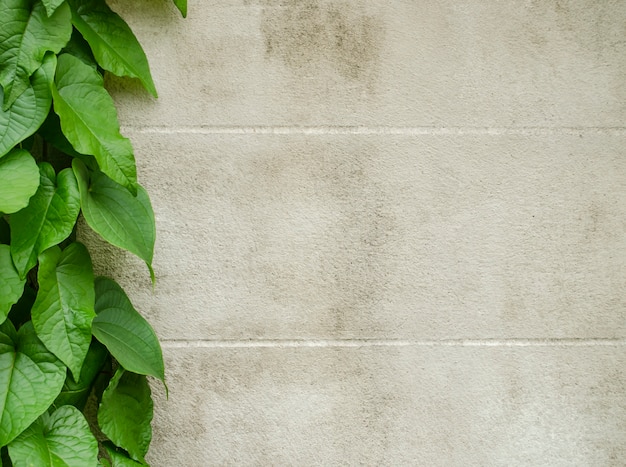 feuille verte avec mur blanc