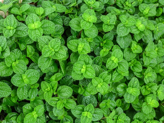 feuille verte sur la nature pour le fond