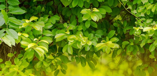 Feuille verte naturelle, feuilles vertes fraîches des arbres sous le soleil