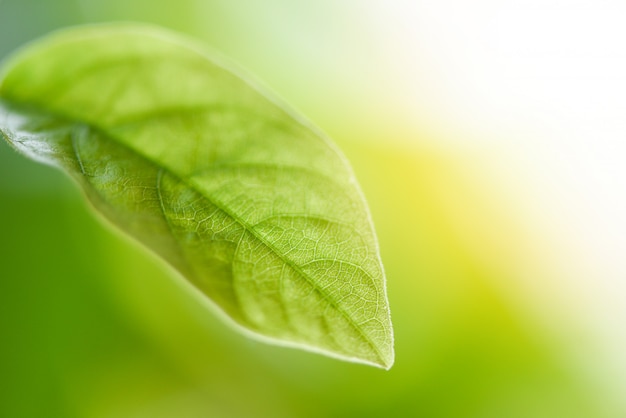 Feuille verte naturelle sur la lumière floue du soleil dans l&#39;écologie de jardin feuilles fraîches arbre bouchent belle plante