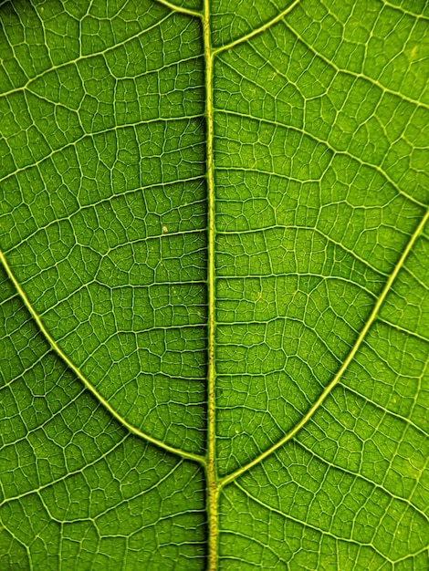 Une feuille verte avec les nervures de la feuille