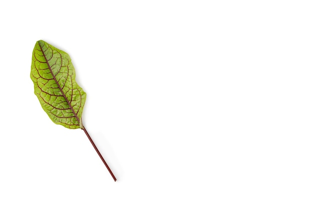 Feuille verte d'oseille isolée sur fond blanc Mise à plat Vue de dessus de la feuille d'oseille micro veinée rouge