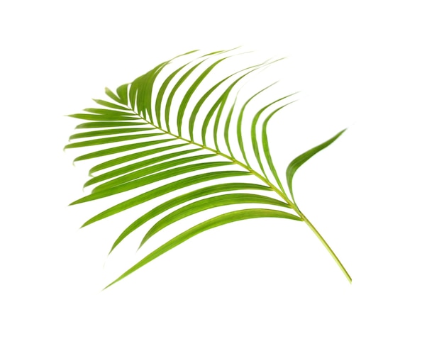 Feuille verte de palmier sur fond blanc